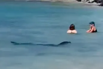 Zeeleeuw pakt even zijn Jaws momentje