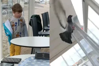 Dankzij duif leert ventje wijze levensles over glas