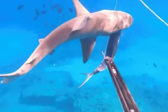 Onderwatervisser ruziet met haai over gevangen vis
