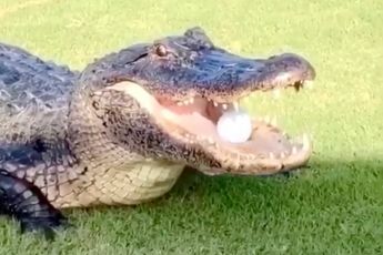 Alligator maakt potje golf ineens een stuk lastiger