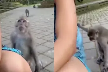 Aapje mag niets van dame die aapjes komt kijken