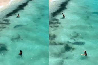 Tijgerhaai zwemt tussen Australische strandgangers door