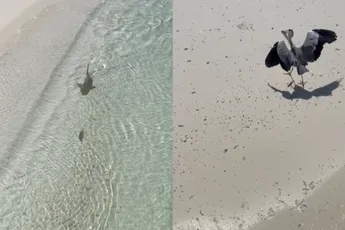 Haai en reiger leveren bloedspannende strijd om visje