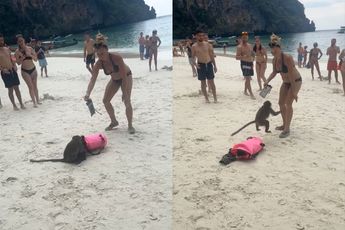 Aap op strand in Thailand laat merken dat hij nieuwe eigenaar is van tas
