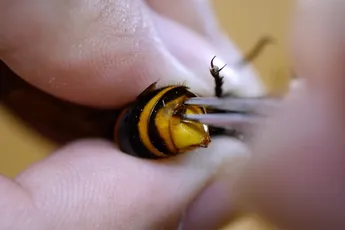 Genoeg internet voor vandaag: Weleens een parasiet uit een wesp verwijderd zien worden?