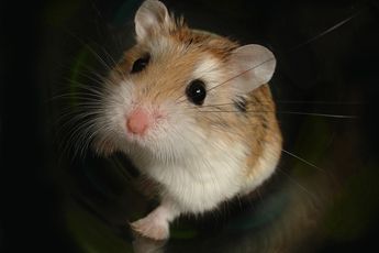 Gerucht dat bij BN'er operatief een hamster uit achterwerk is verwijderd is waar...