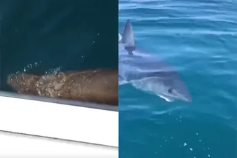 Haai heeft zeehond op het menu staan, maar heeft de helft al opgegeten