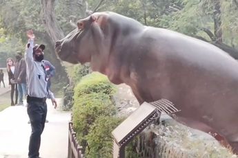 Nijlpaard wil uit zijn verblijf komen in dierentuin in New Delhi