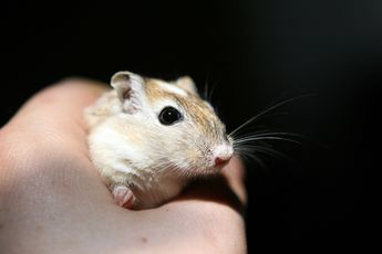 Omdat er veel te doen is over hamsters en achterwerken: Gerbilling