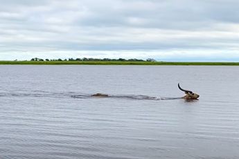 Litschiewaterbok doet wedstrijdje met een krokodil