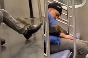 Brutale rat neemt subway en laat slapende reiziger schrikken