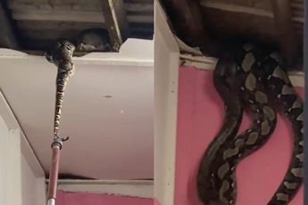 Heb je zo'n paar Batik Pythons die een liefdesdansje aan het maken zijn op je plafond