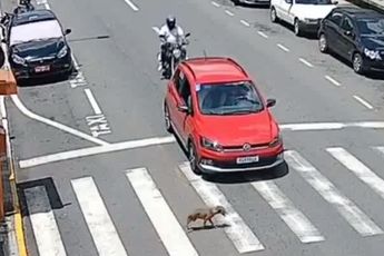 Een hond die zebrapad gebruikt en motorrijder door je voorraam