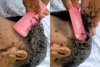 Laat dat kammen maar zitten en pak de tondeuse voor het betere werk