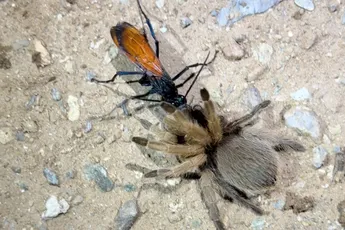 Tarantula-havik gebruikt Tarantula om ei in te leggen