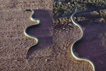 Aussie vrachtwagenchauffeur helpt pootloze Aussie veilig oversteken