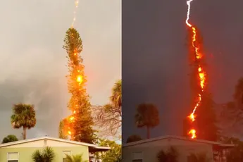 Dikke blikseminslag scheelt je een hoop snoeiwerk