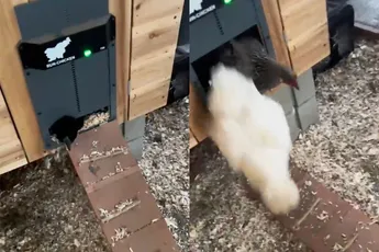 Kippen gedragen zich als ambtenaren als het 16.55 uur is