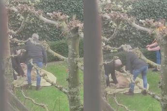 Ondertussen in Doetinchem: Bewoners vinden slapende wolf in achtertuin