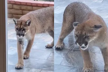 Het is maar goed dat er glas zit tussen kat en nieuwe vriend