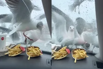 Meeuwen ook gek op Mac