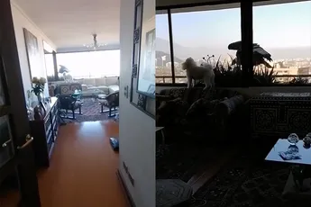 Het is maar goed dat er glas zit tussen hondje en nieuwe vriend