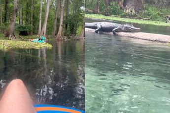 Lekker dobberen in Florida en dan sta je ineens oog in oog met een alligator