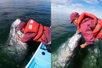 One in a Lifetime: Knuffelen met een Grijze walvis