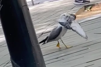 Meeuw grijpt duif en pakt deze keihard aan