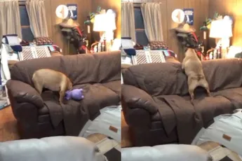 Hond net even te blij met z’n nieuwe speeltje en dat hoor je