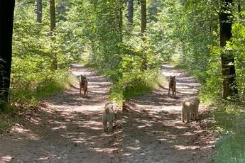 Honden aangelijnd op Utrechtse Heuvelrug: Wolf oog in oog met hond