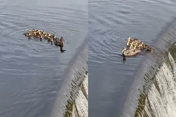 Moeder eend maakt geen goede beslissing en raakt baby eendje kwijt
