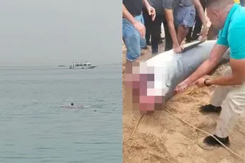 Russische man omgekomen door aanval van Tijgerhaai in Egypte