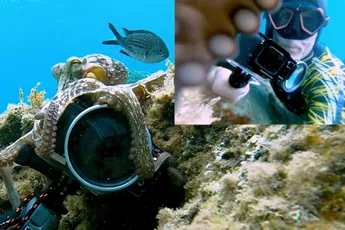 Octopus kaapt camera en filmt duiken