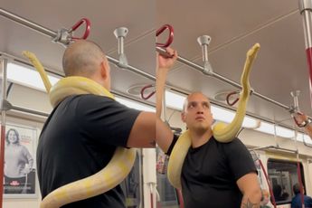 Albino tijgerpython is prima huisdier voor in de metro, blijkbaar…