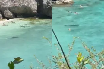 Hamerhaai trekt baantjes voor de kust op Curaçao