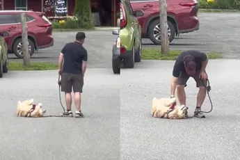 Golden Retriever wil helemaal nog niet de auto in