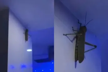 Brrrr.. Dit is wel een serieuze sprinkhaan