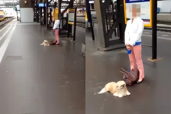 Bazinnetje wil niet dat hondje gevoerd wordt, maar man voert beestje toch