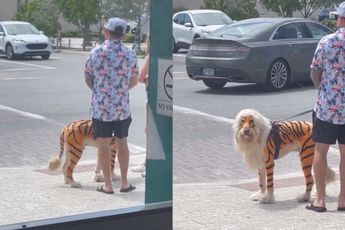 Florida: hond die zichzelf identificeert als een tijger