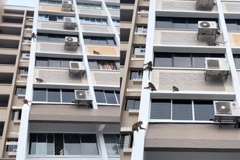 Apen voelen zich thuis op een flat in Singapore