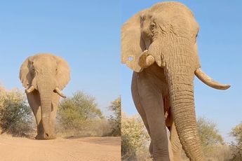 De andere slurf van de olifant is ook indrukwekkend