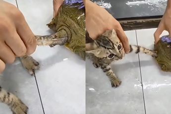 Poes vs Schildpad: Oeps!
