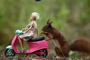 Eekhoorn ontmoet Barbie in het bos