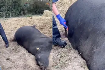 Zo ontgassen ze een koe: Eet smakelijk!