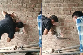 Indiase slangenvanger heeft grootste lol tijdens vangen van Indiase rattenslang