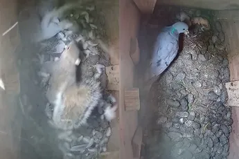 Duif vecht eekhoorn de tent uit of andersom