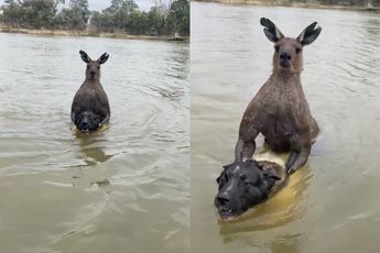 Kangoeroe ontvoert hond en verkoopt daarna knal aan baasje