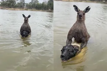 Kangoeroe ontvoert hond en verkoopt daarna knal aan baasje