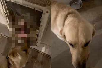 Hond heeft iets heel bijzonders gevonden en laat het trots zien
